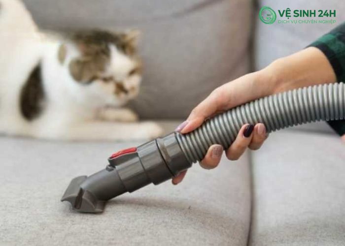 Làm sạch lông chó mèo trên ghế sofa (5)