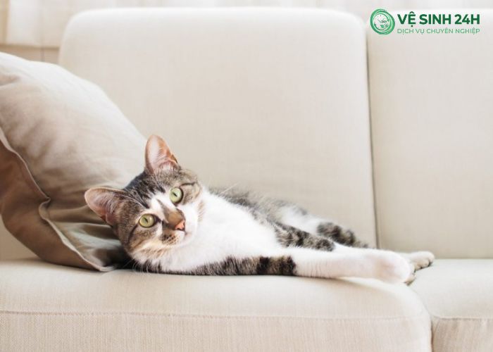 Làm sạch lông chó mèo trên ghế sofa (6)