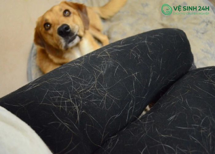 Làm sạch lông chó mèo trên ghế sofa